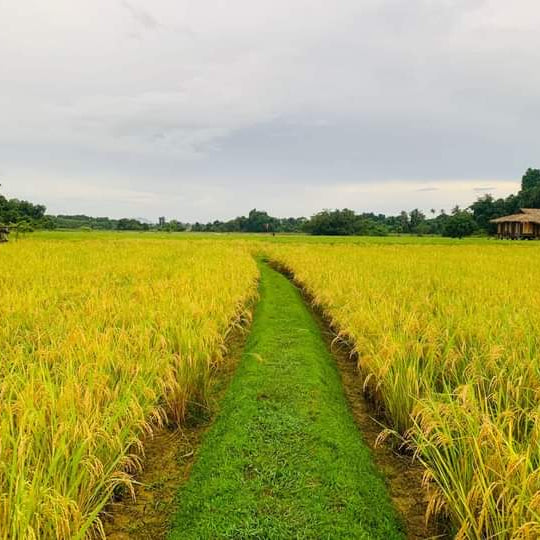 Local Fragrant White Rice Kelantan, Common Goods Malaysia 吉香好米