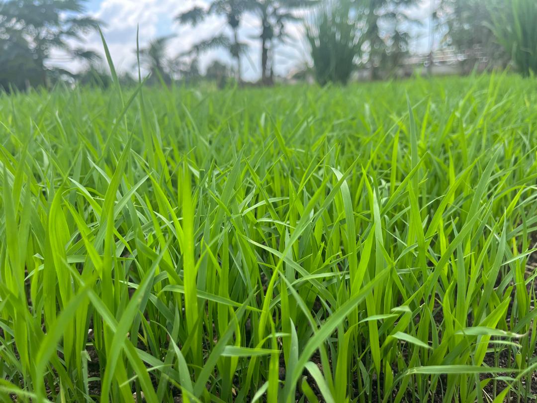Local Fragrant White Rice Kelantan, Common Goods Malaysia 吉香好米