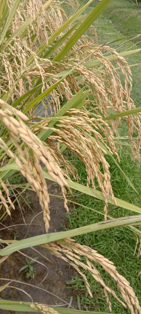 Local Fragrant Rice, Brown Rice, Common Goods Malaysia 吉香好米 糙米