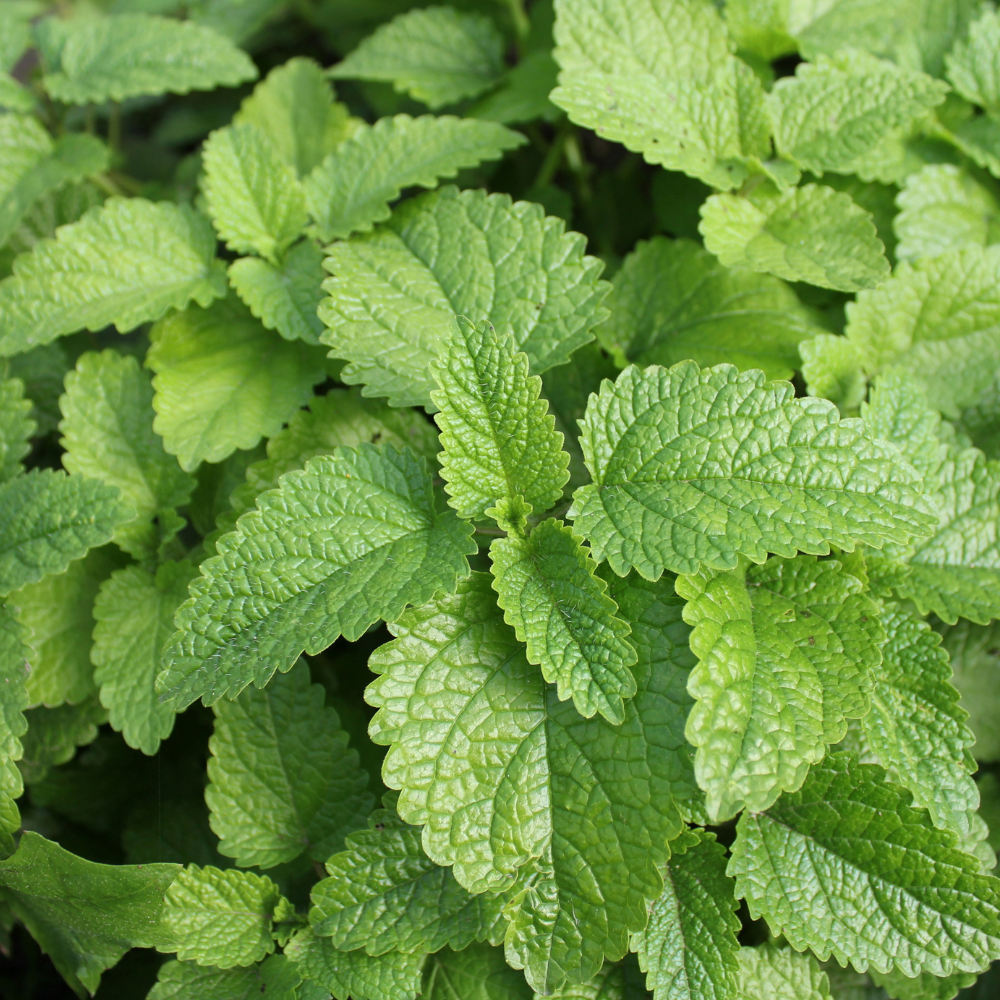 Organic Peppermint Essential Oil, L&P Organic Natural