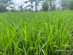 Local Fragrant White Rice Kelantan,  Common Goods Malaysia 吉香好米