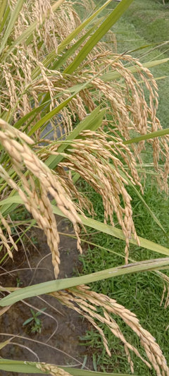 Local Fragrant White Rice Kelantan,  Common Goods Malaysia 吉香好米