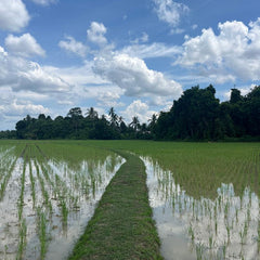 Local Fragrant White Rice Kelantan,  Common Goods Malaysia 吉香好米