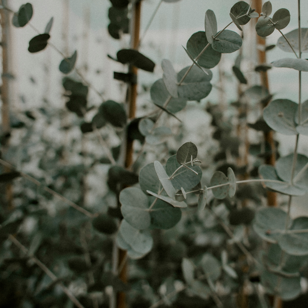 Organic Eucalyptus Essential Oil, L&P Organic Natural