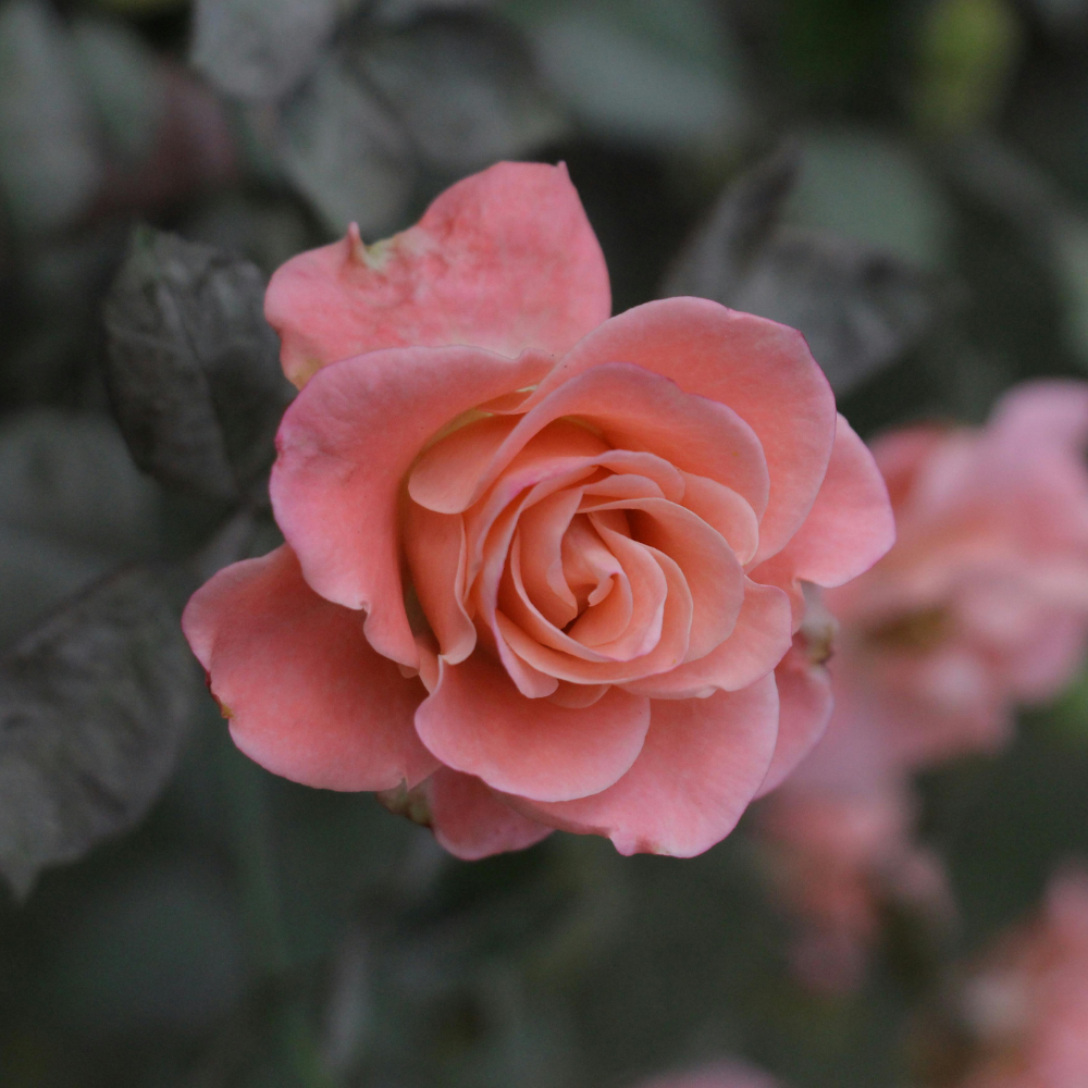 Organic Rose Geranium Essential Oil, L&P Organic Natural