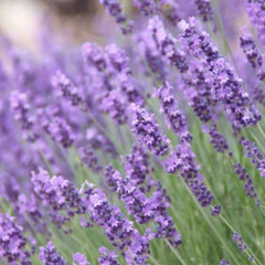 Organic Lavender Essential Oil, L&P Organic Natural