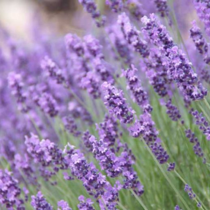 Organic Lavender Essential Oil, L&P Organic Natural