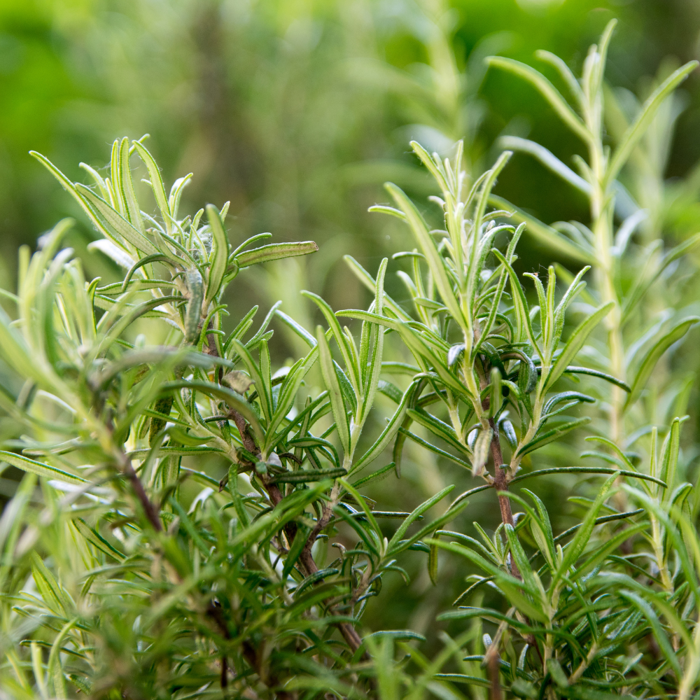 Organic Rosemary Essential Oil, L&P Organic Natural