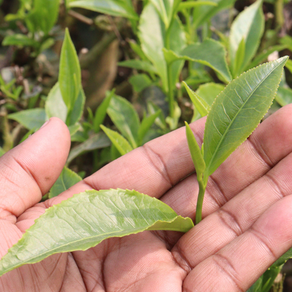 Organic Tea Tree Essential Oil, L&P Organic Natural