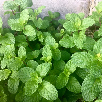Organic Spearmint Essential Oil, L&P Organic Natural